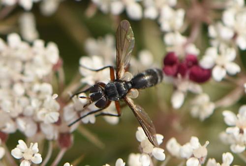 Cylindromyia rufipes